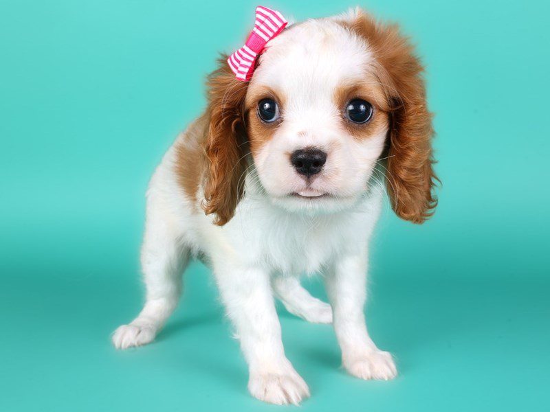 Cavapoo-Dog-Female-Blenheim-5131558-XO PUPS