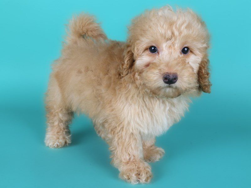 Miniature Goldendoodle in Herndon, VA
