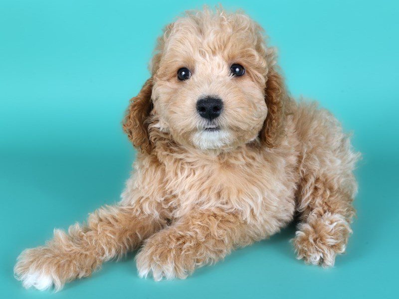 [#15162] Apricot Male Miniature Goldendoodle F1B Puppies For Sale #3
