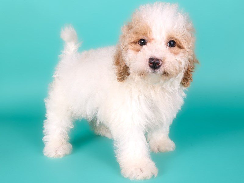 Miniature Goldendoodle F1B-Dog-Male-Apricot-5131555-XO PUPS