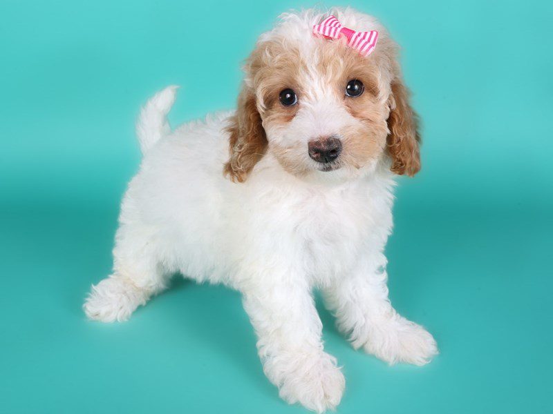 Miniature Goldendoodle F1B-Dog-Female-Apricot-5131554-XO PUPS