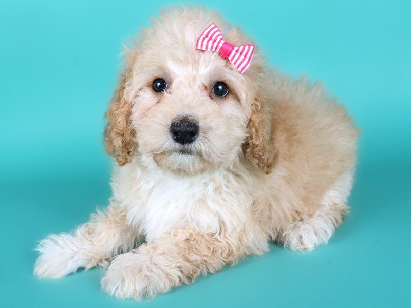 [#15159] Apricot Female Miniature Goldendoodle F1B Puppies For Sale #3