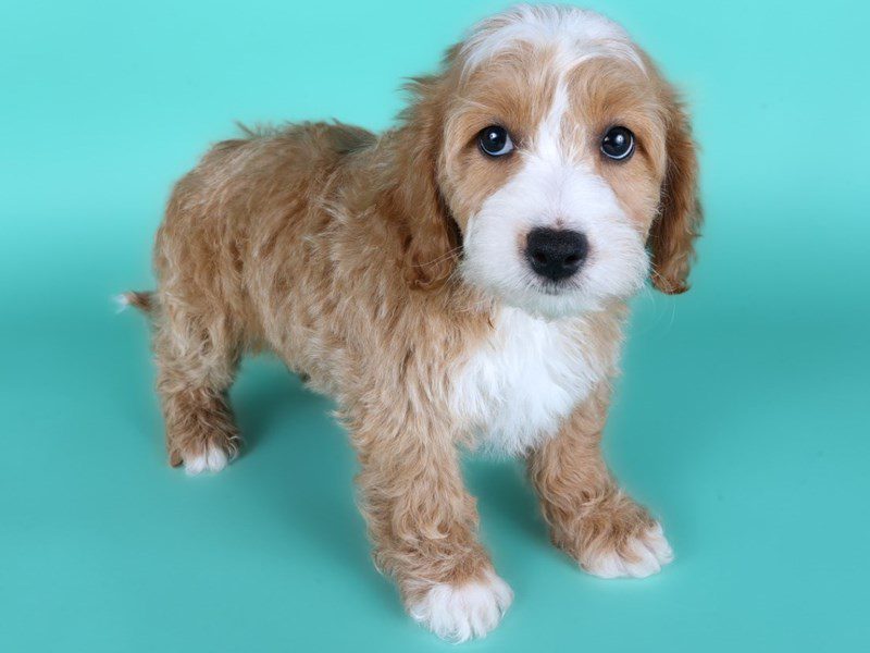 [#15158] Apricot Male Miniature Goldendoodle F1B Puppies For Sale #3