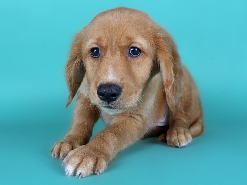 [#15157] Golden Male Golden Retriever Puppies For Sale #3