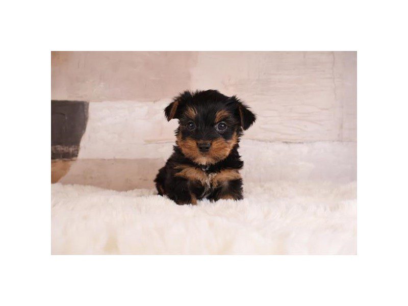 [#15171] Black / Tan Male Yorkshire Terrier Puppies For Sale #2