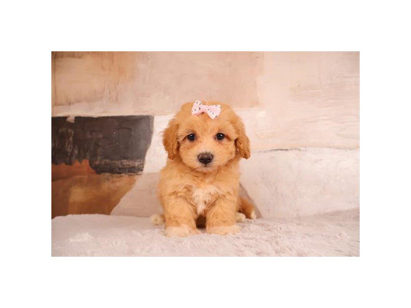 [#15172] Apricot Female Maltipoo Puppies For Sale #2