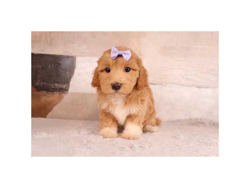 [#15173] Apricot Female Maltipoo Puppies For Sale #2