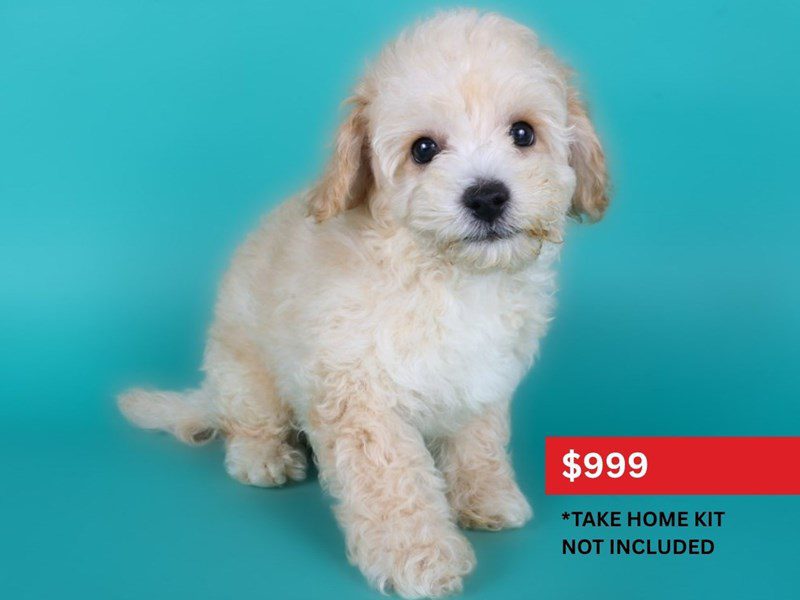 Poochon-Dog-Male-Cream-5122485-XO PUPS