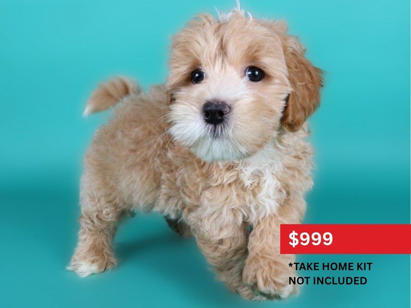 [#15110] Cream Male Lhasapoo Puppies For Sale #3