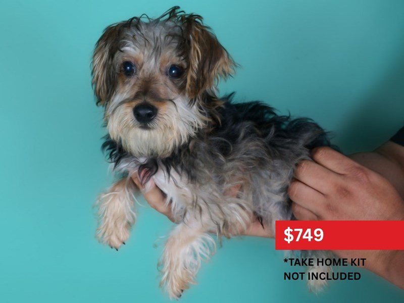 Yorkiepoo in Herndon, VA