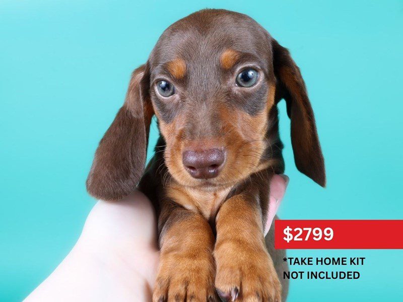 Miniature Dachshund in Fairfax, VA