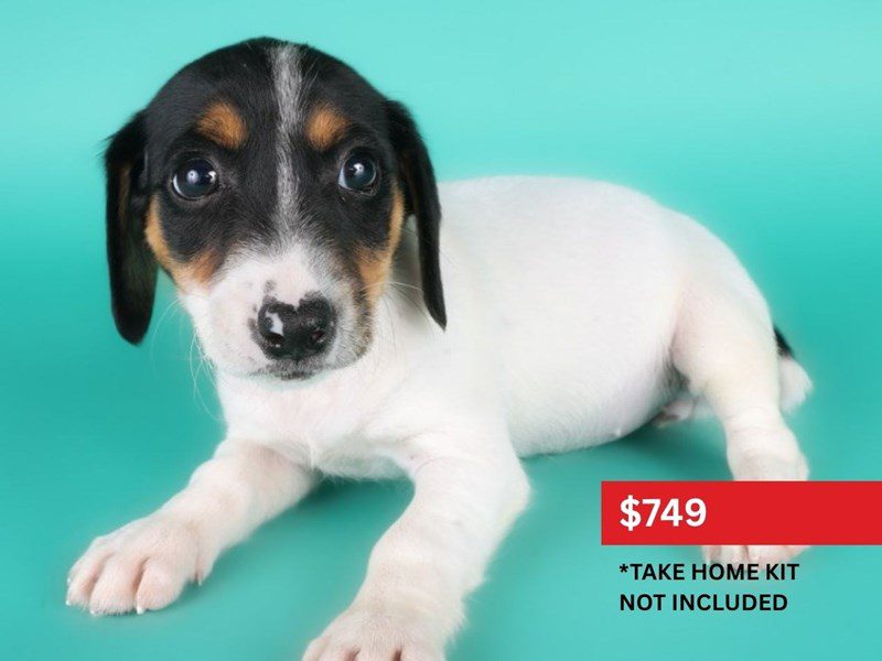 [#15073] Black White / Tan Female Jack Russell Terrier Puppies For Sale #4