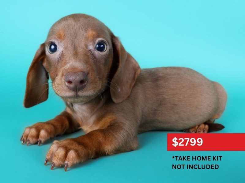 Miniature Dachshund in Burke, VA