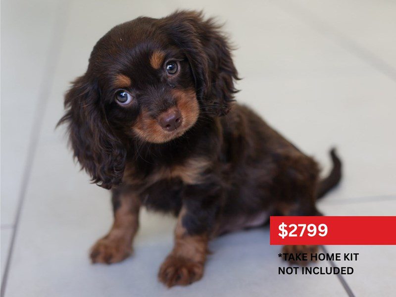 [#15144] Chocolate / Tan Male Cavapoo Puppies For Sale #5