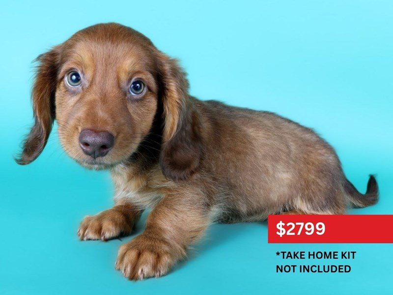 [#15141] Chocolate / Tan Male Miniature Dachshund Puppies For Sale #5