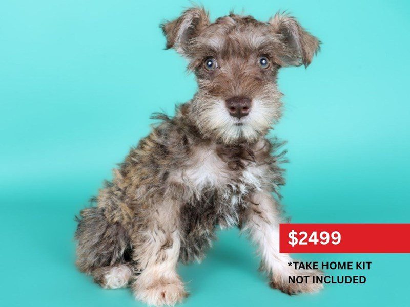 [#15143] Liver Female Miniature Schnauzer Puppies For Sale #5