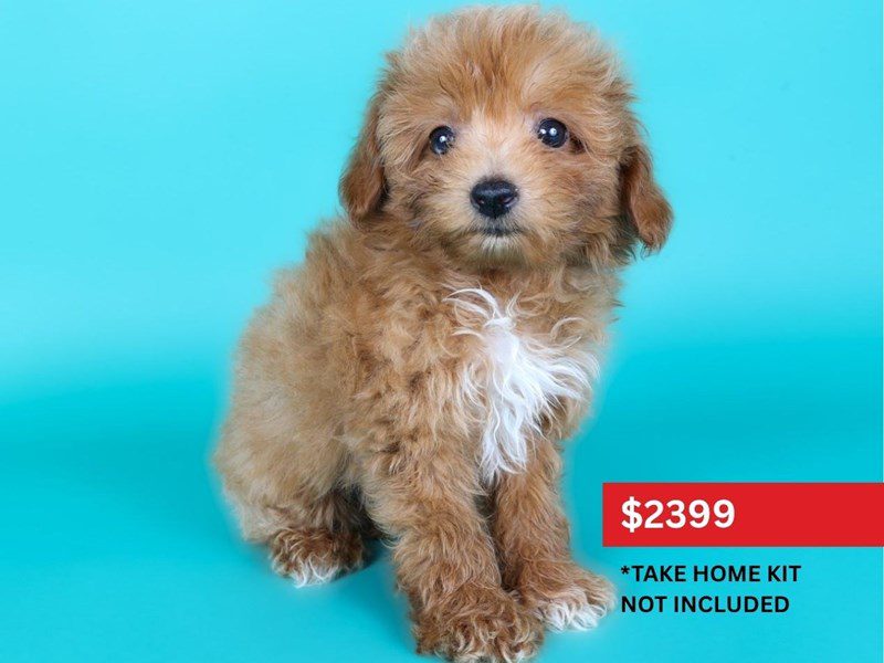 [#15129] Red Male Aussiepoo Puppies For Sale #4