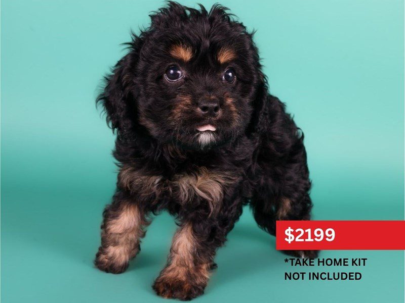 Cavapoo-Dog-Female-Black-5122852-XO PUPS