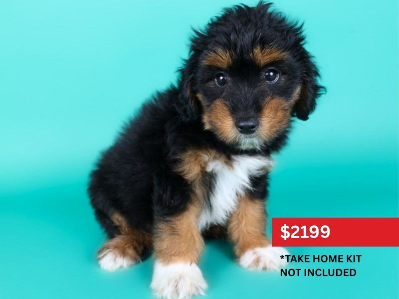 [#15128] Tri-Colored Male Aussiepoo Puppies For Sale #4