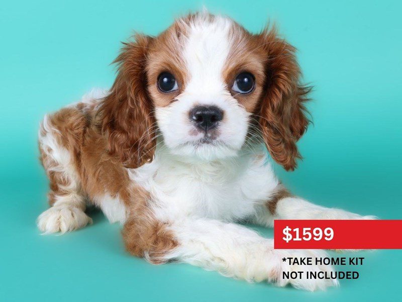 [#15123] Blenheim Male Cavalier King Charles Spaniel Puppies For Sale #3