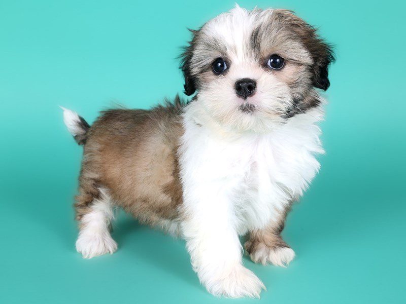 [#15176] Sable & White Female ShihTzu Puppies For Sale #2