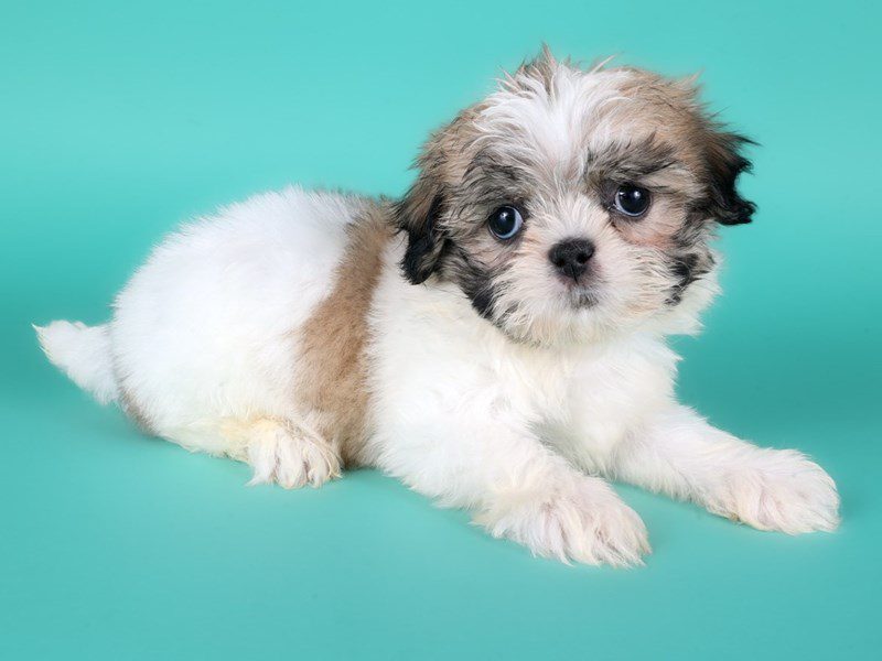[#15175] Sable & White Male ShihTzu Puppies For Sale #2