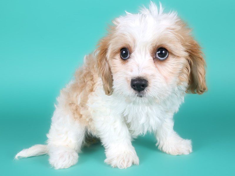 Cavachon-Dog-Female-Blenheim-5134188-XO PUPS