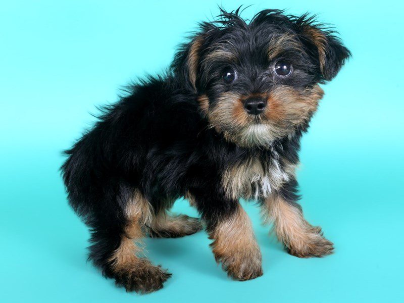 [#15171] Black / Tan Male Yorkshire Terrier Puppies For Sale #3