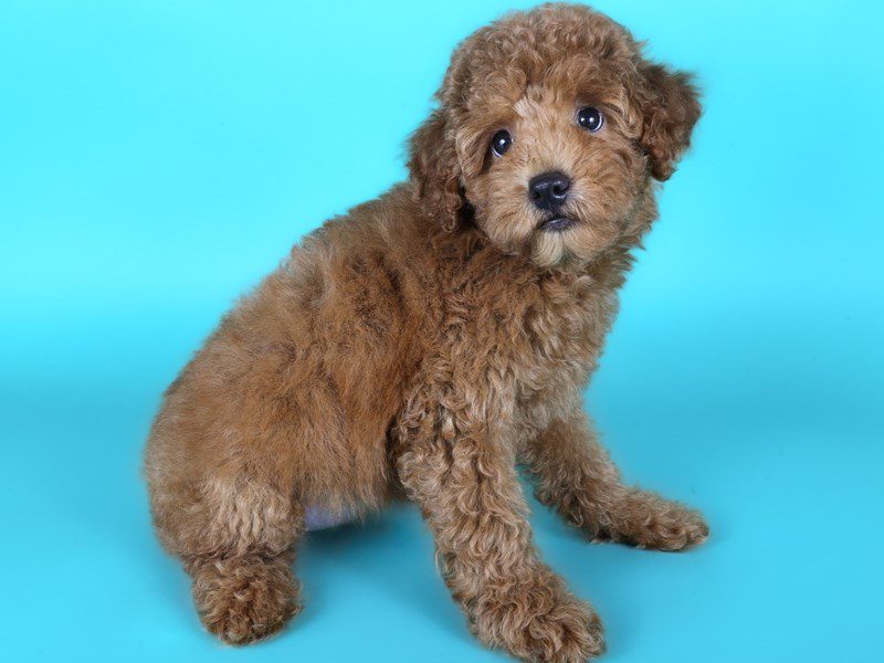 [#15169] Red Female Miniature Poodle Puppies For Sale #2