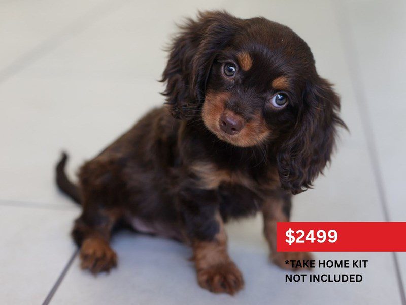 Cavapoo-Dog-Male-Chocolate / Tan-5127142-XO PUPS