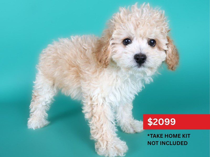 Cavapoo in Herndon, VA