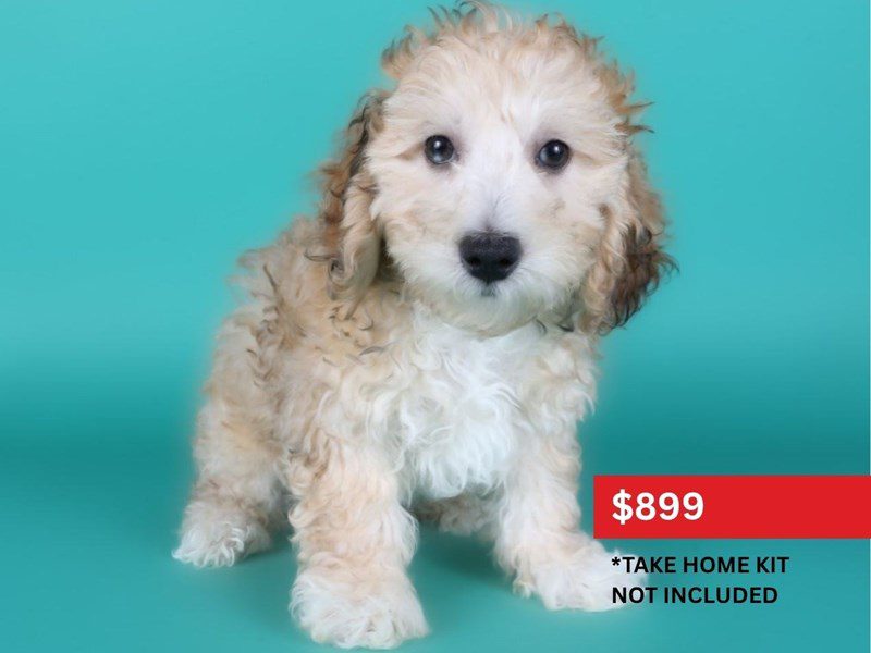 Maltipoo in Aldie, VA