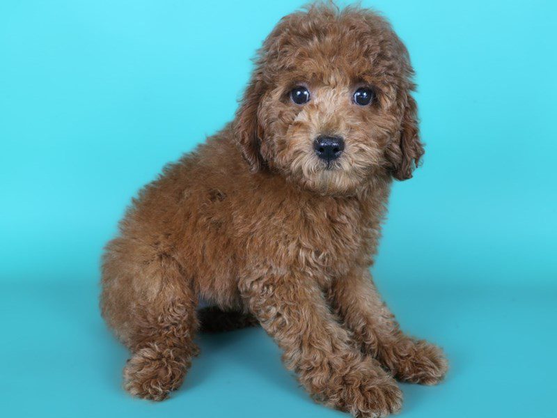Miniature Poodle in Fairfax, VA