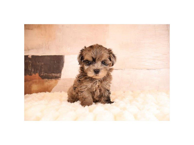 [#15178] Blue Merle Male Morkie Puppies For Sale #2