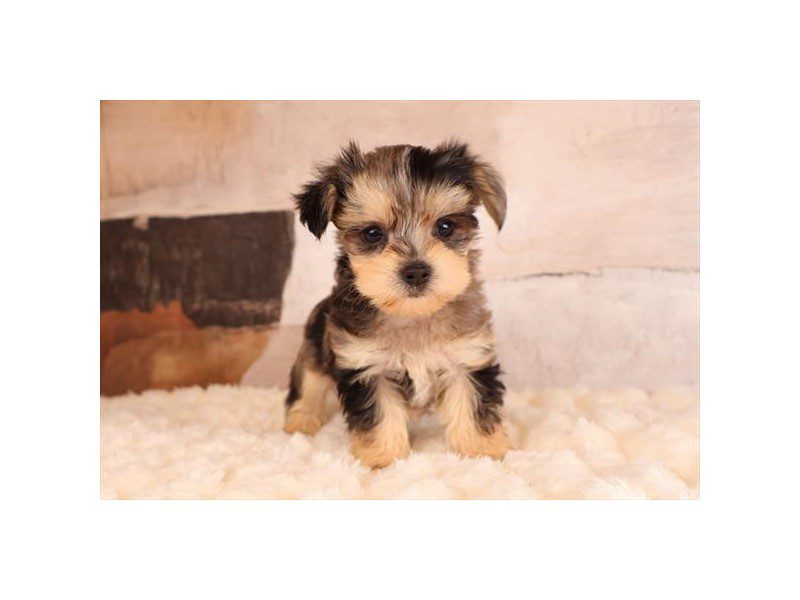 [#15179] Blue Merle Male Morkie Puppies For Sale #2