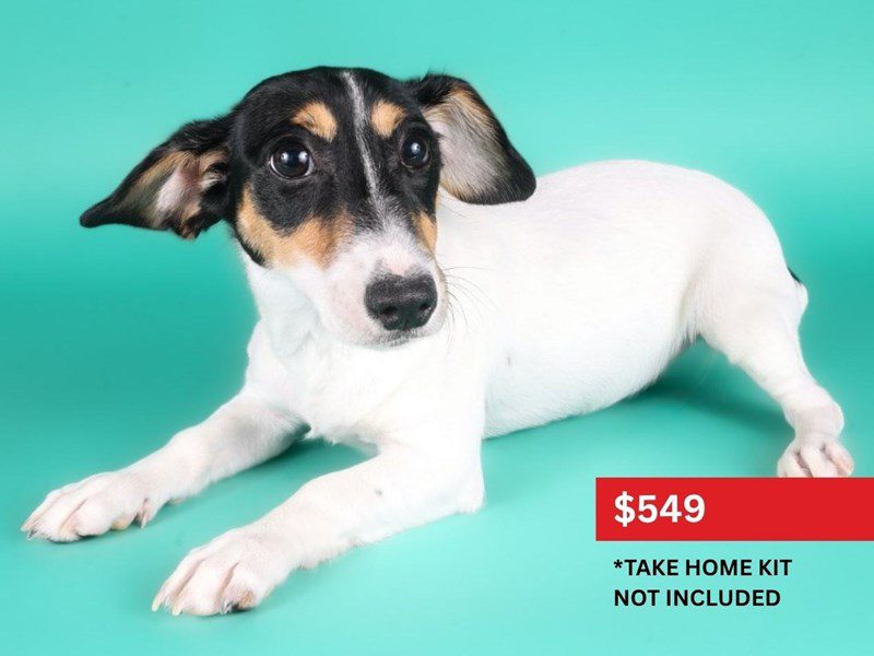 Jack Russell Terrier-Dog-Female-Black White / Tan-5116303-XO PUPS