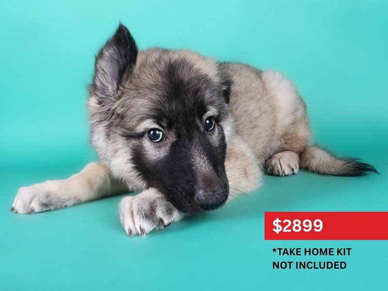 German Shepherd Dog-Dog-Female-Sable-5135744-XO PUPS