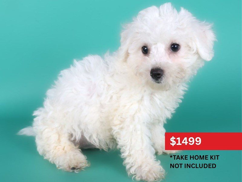 Bichon Frise-Dog-Male-White-5128250-XO PUPS