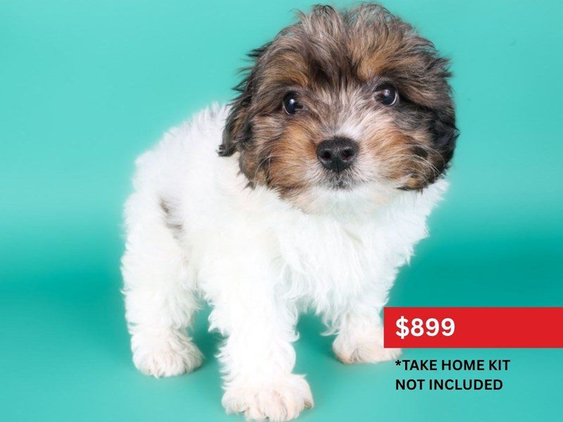 [#15080] Chocolate Sable Parti Male Yorkiepoo Puppies For Sale #3