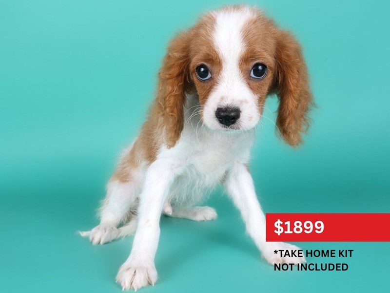 [#15167] Red Male Cavapoo Puppies For Sale #4