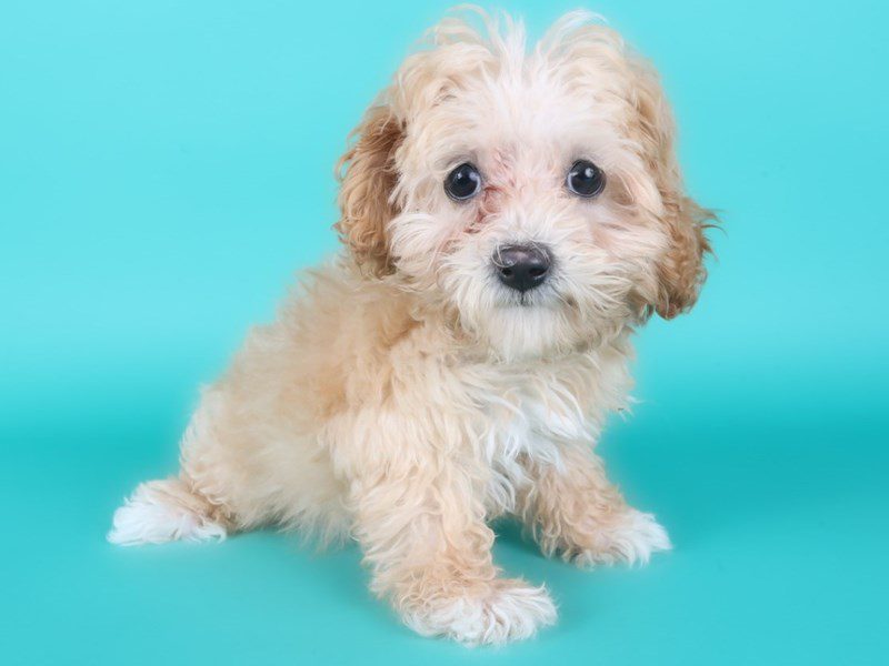 Maltipoo-Dog-Female-Apricot-5133207-XO PUPS