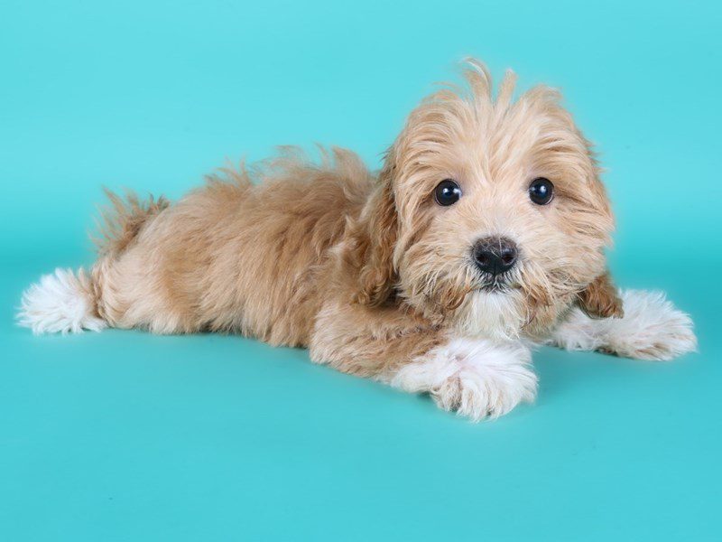 [#15173] Apricot Female Maltipoo Puppies For Sale #3