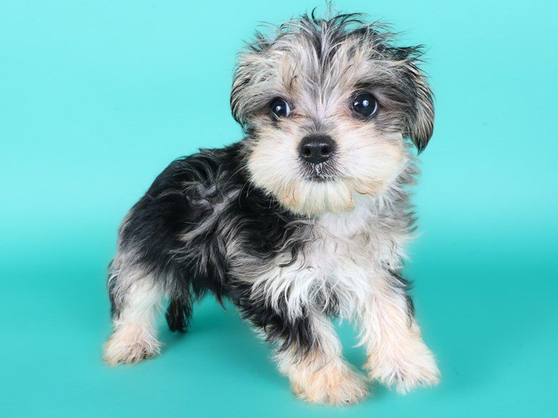 [#15179] Blue Merle Male Morkie Puppies For Sale #3