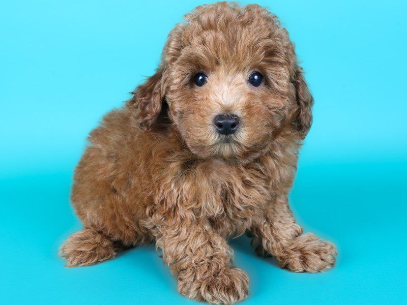 [#15180] Red Male Miniature Poodle Puppies For Sale #2
