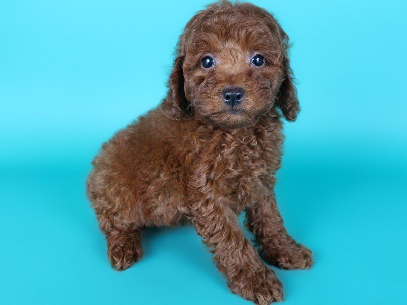 [#15181] Red Male Miniature Poodle Puppies For Sale #2
