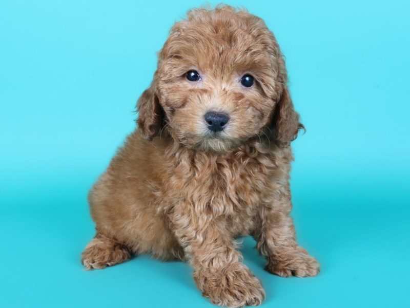 [#15182] Red Female Miniature Poodle Puppies For Sale #2
