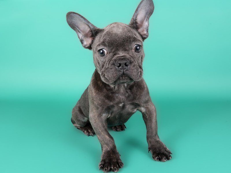 French Bulldog-Dog-Male-Blue-5129675-XO PUPS