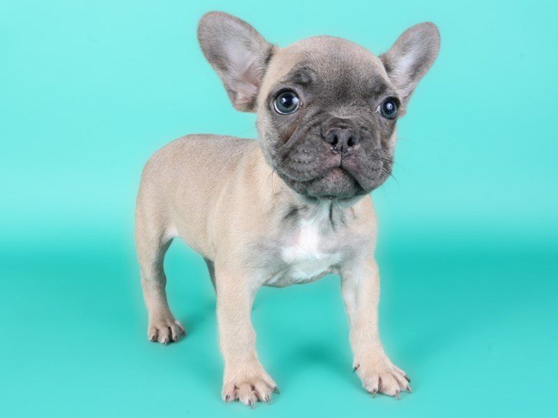 [#15189] Fawn Female French Bulldog Puppies For Sale #2