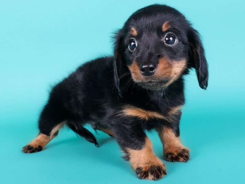 Miniature Dachshund in Ashburn, VA