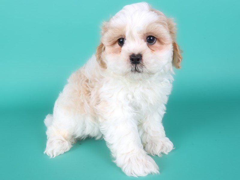 [#15184] White/Tan Male Shihpoo Puppies For Sale #2